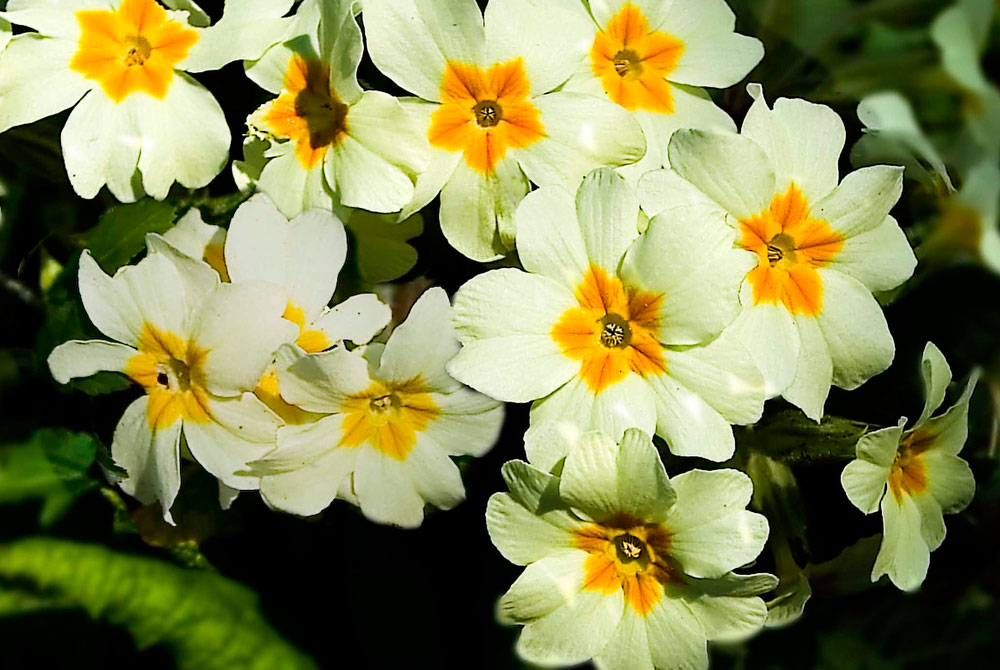 Calendario del jardín en octubre | Revista de Flores, Plantas, Jardinería,  Paisajismo y Medio ambiente