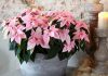 Flores de Princettia