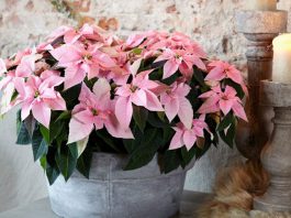 Flores de Princettia