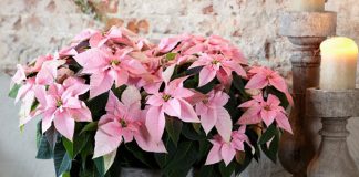 Flores de Princettia