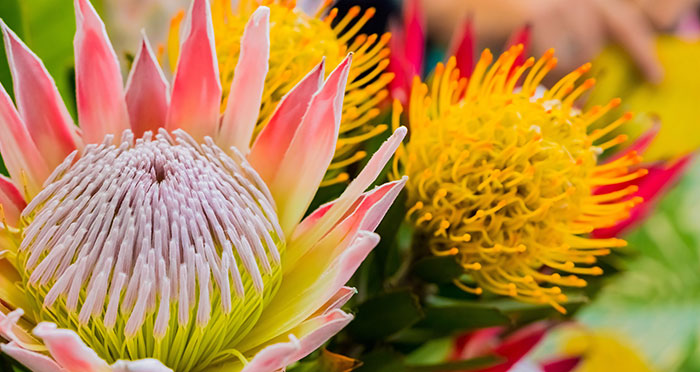 Flores de Proteas