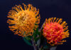 Flores de Proteas para flor cortada
