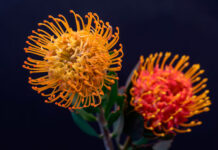 Flores de Proteas para flor cortada
