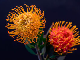 Flores de Proteas para flor cortada