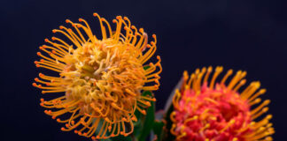 Flores de Proteas para flor cortada
