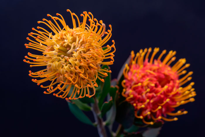 Las Proteas