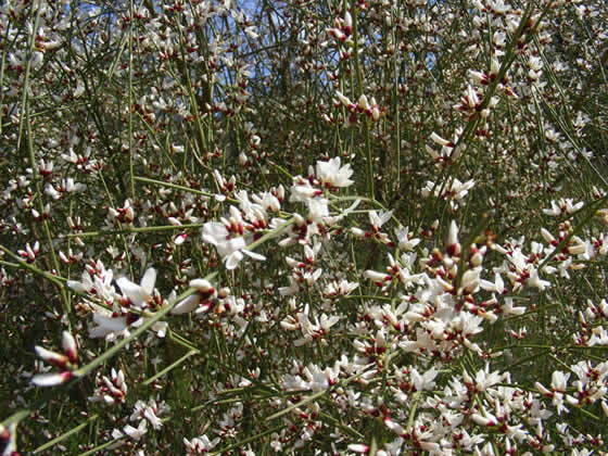 Retama monosperma o retama blanca