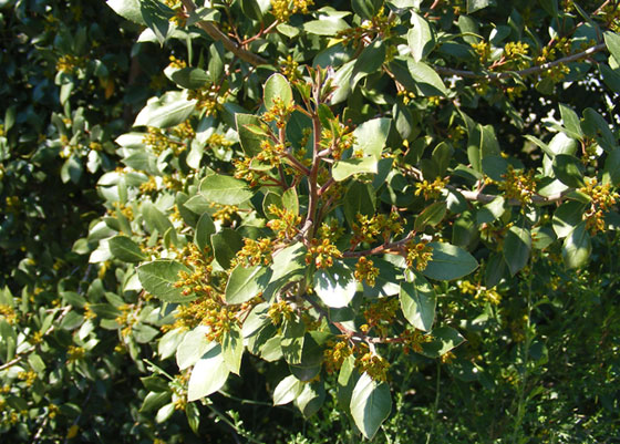 Rhamnus alaternus o Aladierno