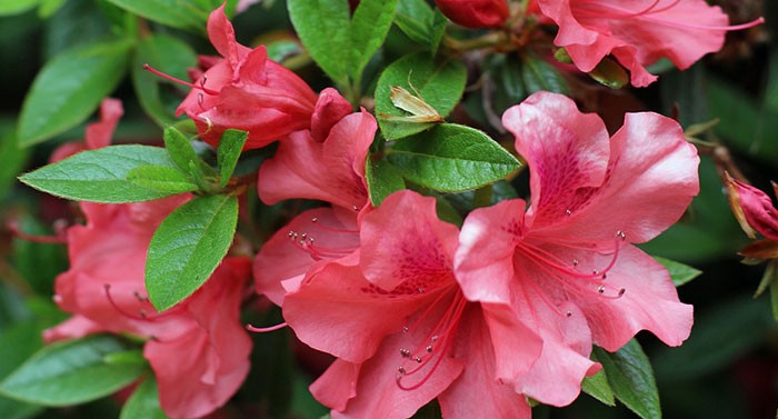 Flores de rododendro