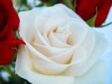 flores de rosa blanca