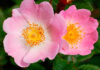 Flores de Rosa canina