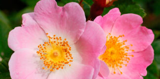 Flores de Rosa canina