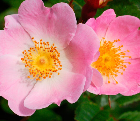 Flores de Rosa canina