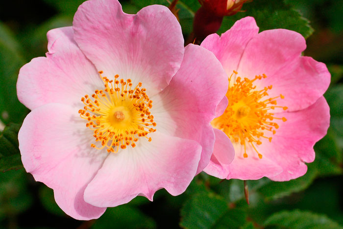 Flores de Rosa canina