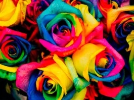 Cómo crear una nueva variedad de rosa Flores de rosa de varios colores