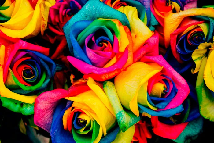 Flores de rosa de varios colores