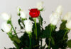 Marketing con rosas serigrafiadas