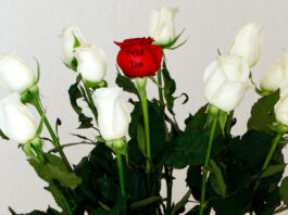 Marketing con rosas serigrafiadas