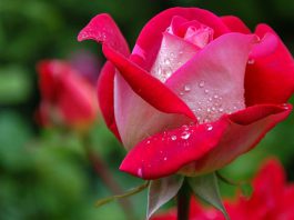 Flores de rosas híbridas
