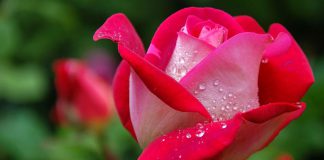 Flores de rosas híbridas