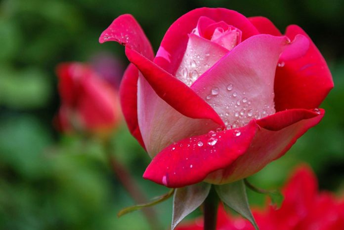 Flores de rosas híbridas