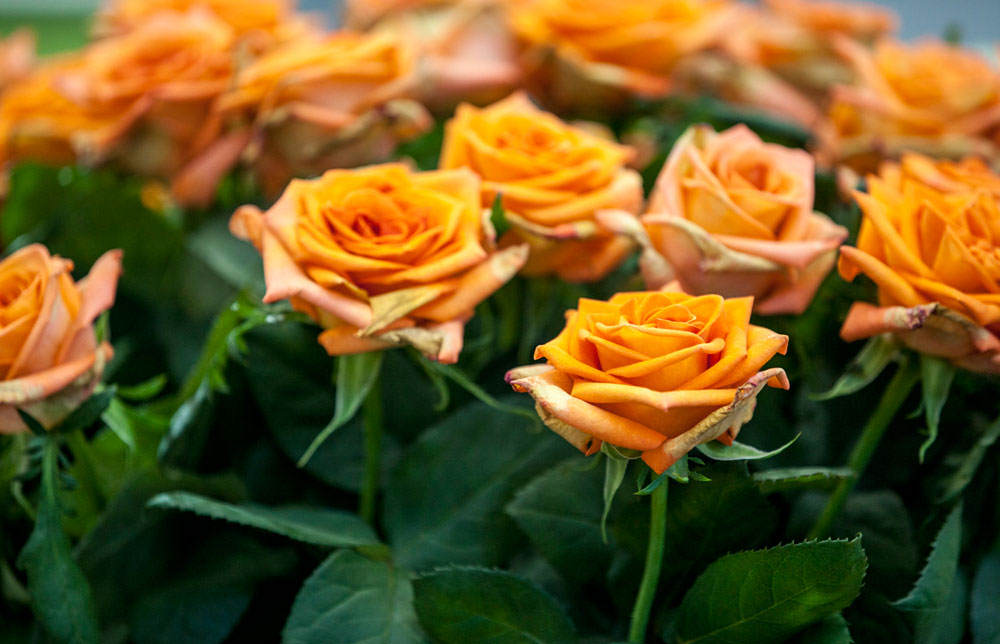 Flores de rosas naranjas