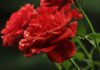 Flores de rosas rojas