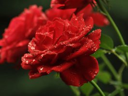 Flores de rosas rojas