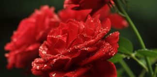 Flores de rosas rojas