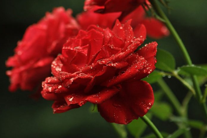Flores de rosas rojas