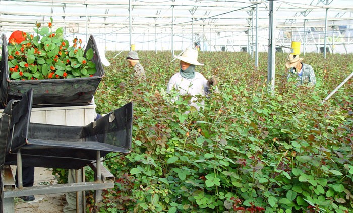 Comprar flores para Todos los Santos