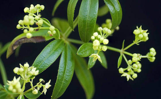 Flores de rubia peregrina