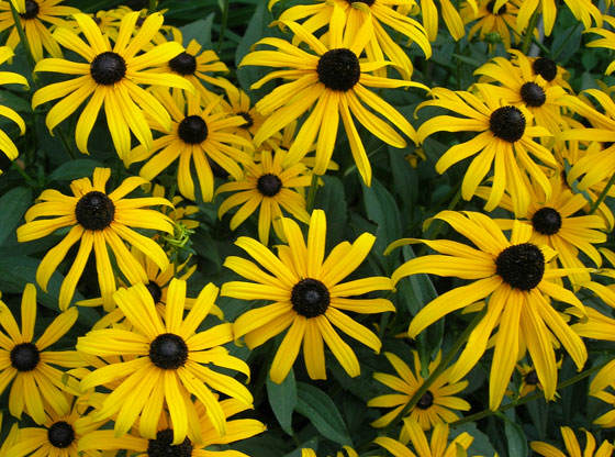 Flores de Rudbeckia fulgida