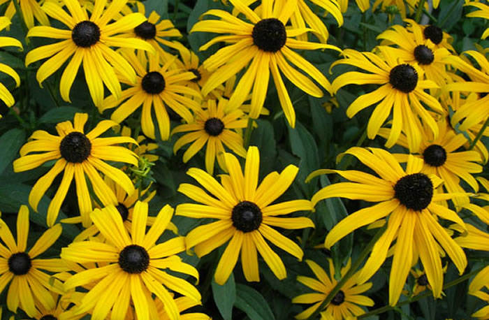 Flores de rudbeckia fulgida