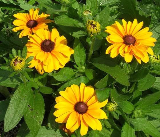 Flores de Rudbeckia hirta