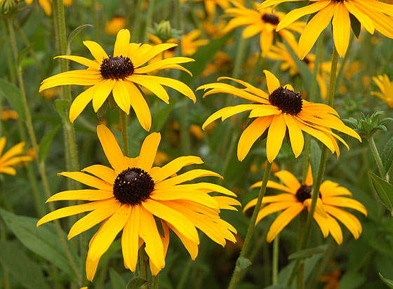 Flores de Rudbeckia