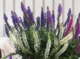 Flores de Salvia nemorosa en el jardín