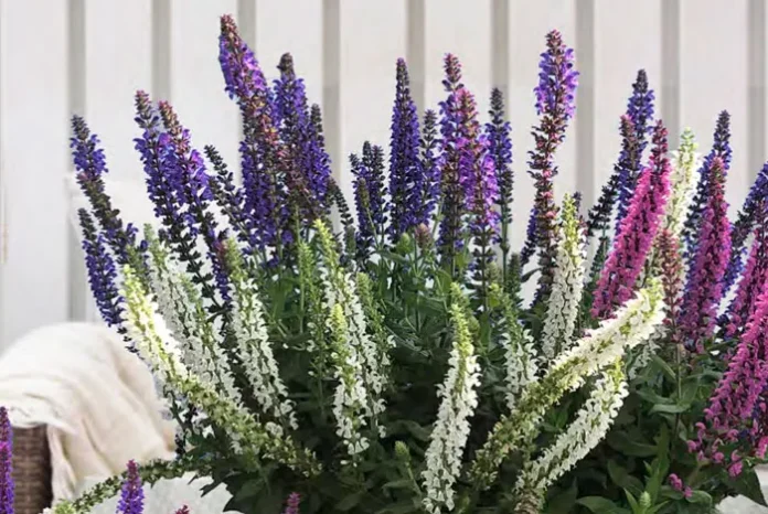 Flores de Salvia nemorosa en el jardín Flores de Salvia nemorosa en el jardín