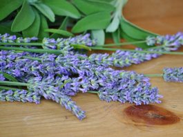 Flores de Salvia officinalis