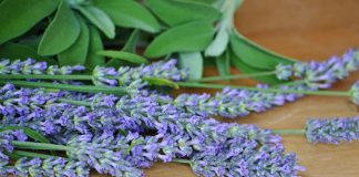 Flores de Salvia officinalis