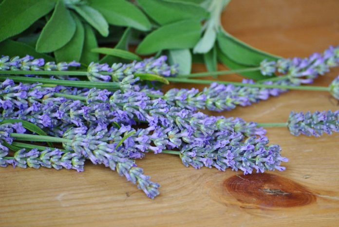 Flores de Salvia officinalis