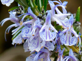 Salvia rosmarinus Flores de Salvia rosmarinus