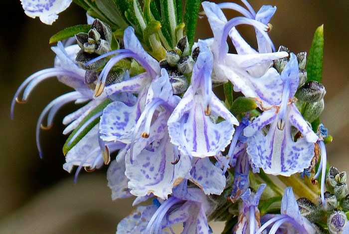 Flores de Salvia rosmarinus