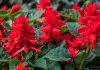 Flores de Salvia splendens