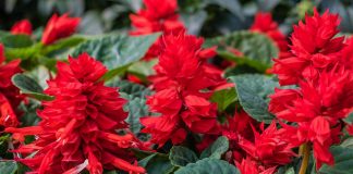 Flores de Salvia splendens