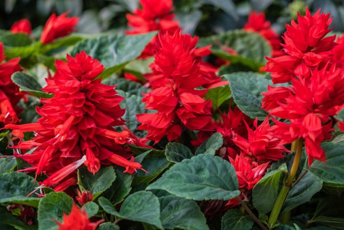 Flores de Salvia splendens