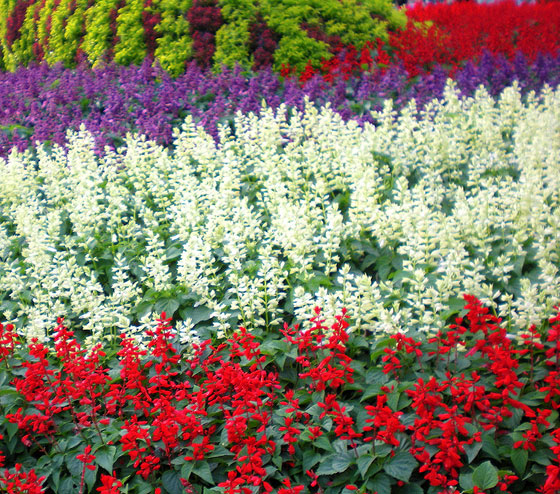 Flores de Salvia splendens