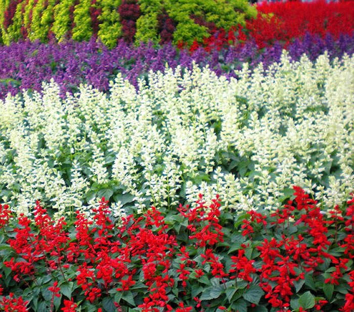 Flores de salvia splendens