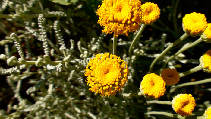 Flores de Santolina amarilla