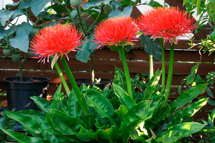 Scadoxus multiflorus | Revista de Flores, Plantas, Jardinería, Paisajismo y  Medio ambiente